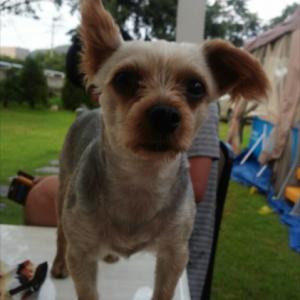 수원시 세류동 요크셔테리어 찾았습니다.