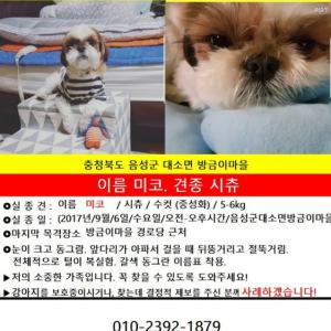 시츄 남아이 애타게찾습니다