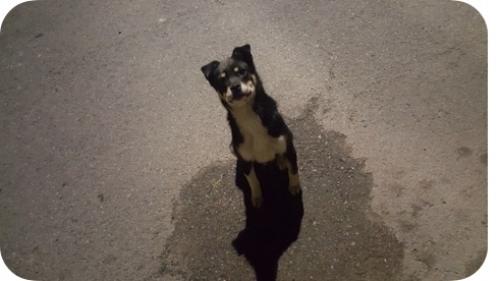 (오산) 집 근처에 돌아다니는 작고 어린 검은 강아지