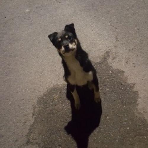 (오산) 집 근처에 돌아다니는 작고 어린 검은 강아지