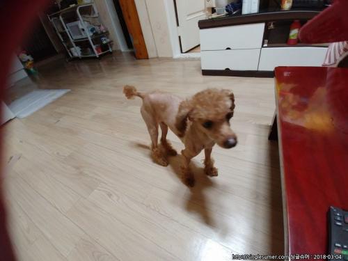 사정사분양합니다