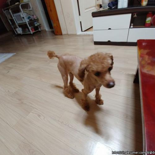 사정사분양합니다