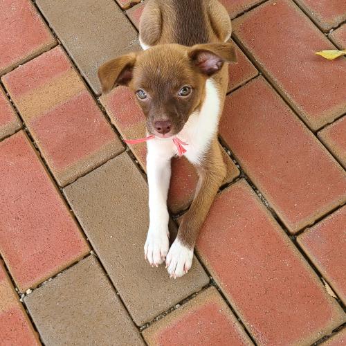 경북 대구 믹스견 무료분양해요