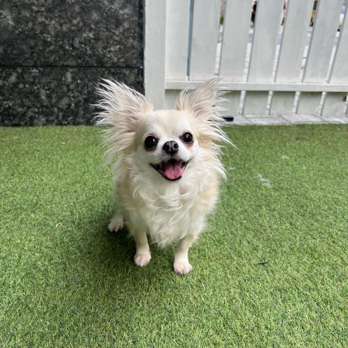 5살 치와와 입양자분 찾습니다.