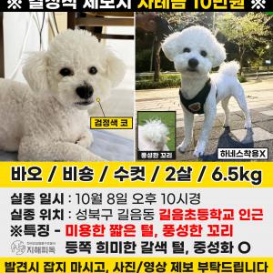 강아지를 찾습니다