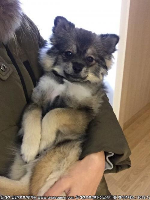 김해 삼정동 강아지 보호중입니다