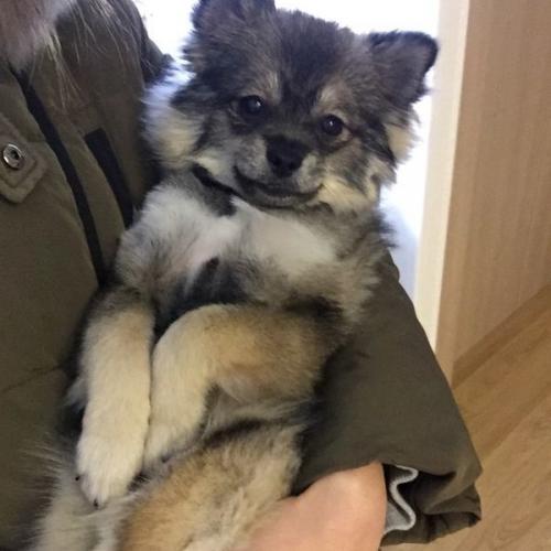 김해 삼정동 강아지 보호중입니다