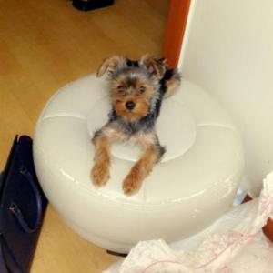 군포시 오금동 한라아파트1차상가에서 잃어버린 요크찾아요