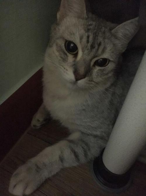 시흥시 대야동 고양이 보호중이에요~