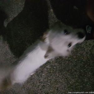 유기견 보호 중입니다 달서구 상인동
