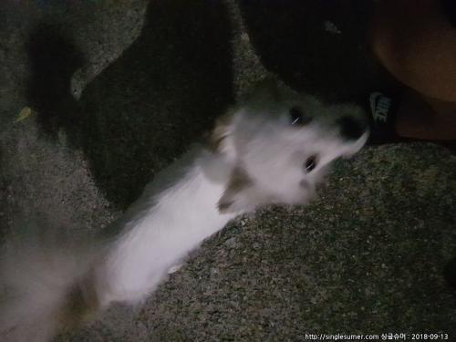 유기견 보호 중입니다 달서구 상인동