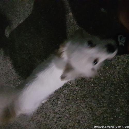 유기견 보호 중입니다 달서구 상인동