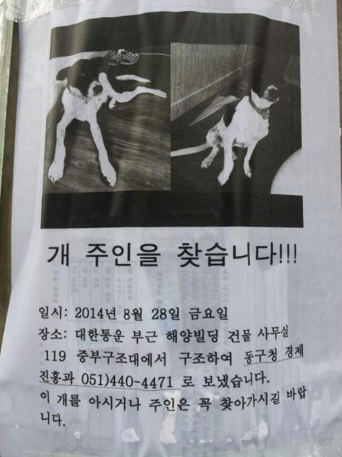 주인 꼭 찾아가시길