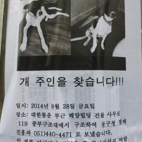 주인 꼭 찾아가시길