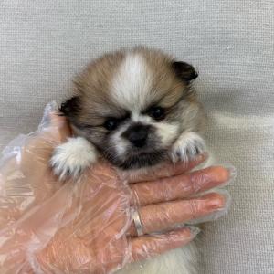 포메라니안분양 2개월령 왕자님 파티포메분양 애교가득 모량가득