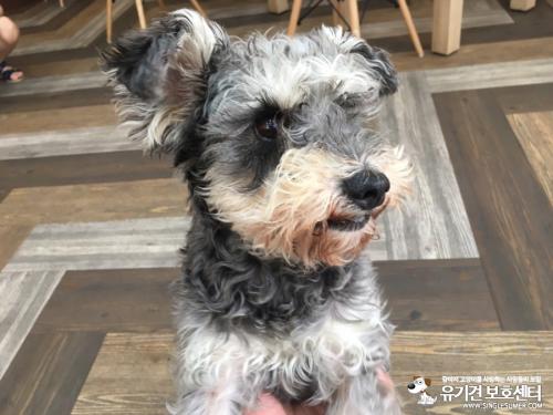 인천 남구 용현동 슈나우저 믹스 보호중입니다!
