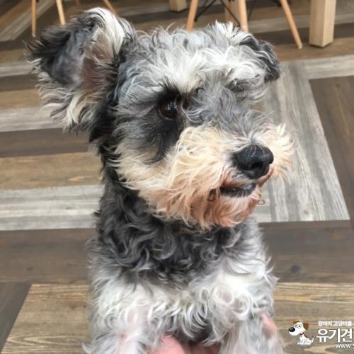 인천 남구 용현동 슈나우저 믹스 보호중입니다!
