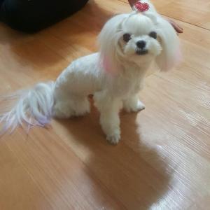 강아지를 찾습니다