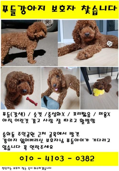 숭의동 주인공원 근처 골목 갈색푸들남자아이