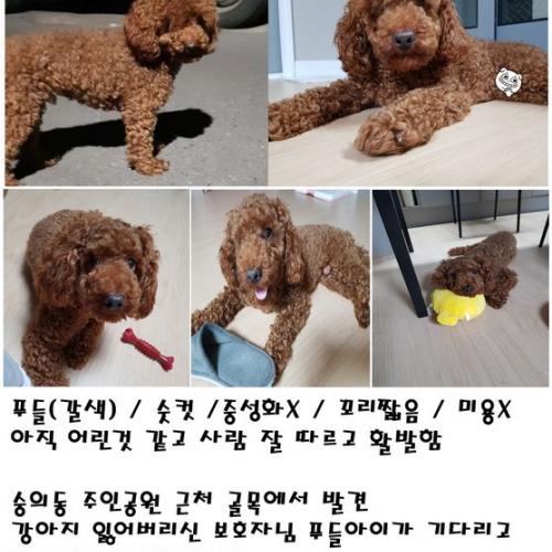 숭의동 주인공원 근처 골목 갈색푸들남자아이