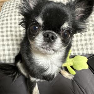 장모치와와 홍이를 찾습니다