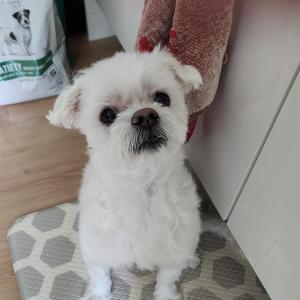 강아지(말티즈)를 찾습니다