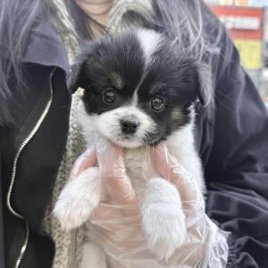 건강하고 예쁜 파피용 분양보내요~