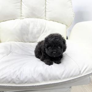 [ 60만원 ] 미니오시두들 남매 분양해요