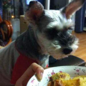 암컷 슈나우져를 찾습니다.