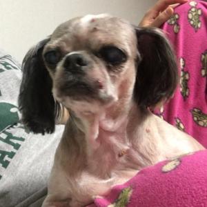 대구 혹 많은 시츄 찾습니다