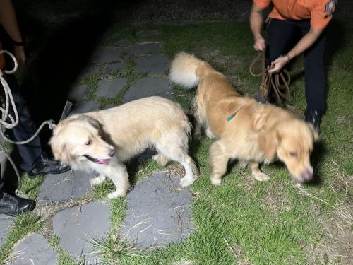 리트리버 두마리 주인찾아요