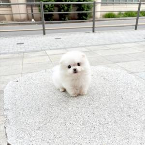 [70만] 작고 둥글한 얼굴 푹신한 털 미니포메라니안 분양 보내요