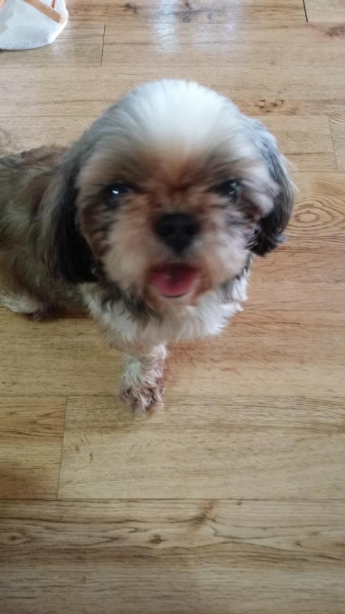 시츄 여아 보호중입니다.(가족찾았습니다!!!)