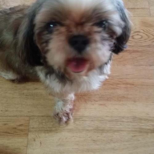 시츄 여아 보호중입니다.(가족찾았습니다!!!)