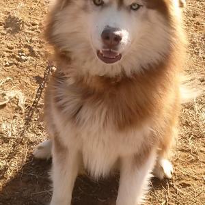 (김포) 말라뮤트를 찾습니다.