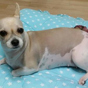 경기 안산시 상록수 강아지(믹스견, 암컷) 찾습니다.