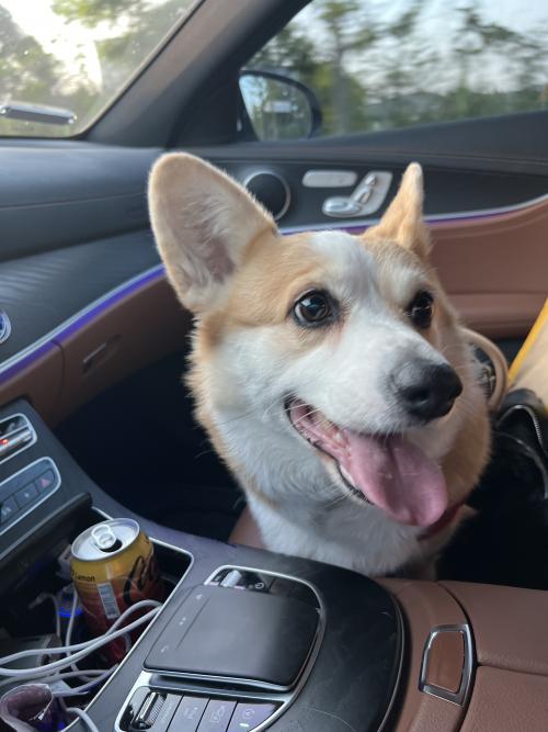 19년 8월생 웰시코기 여아 새로운 가족을 찾습니다!