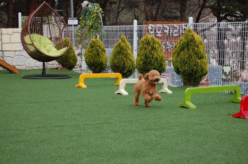 사랑스러운 푸들15개월(크기는 작아요)키워주실분 찾아요