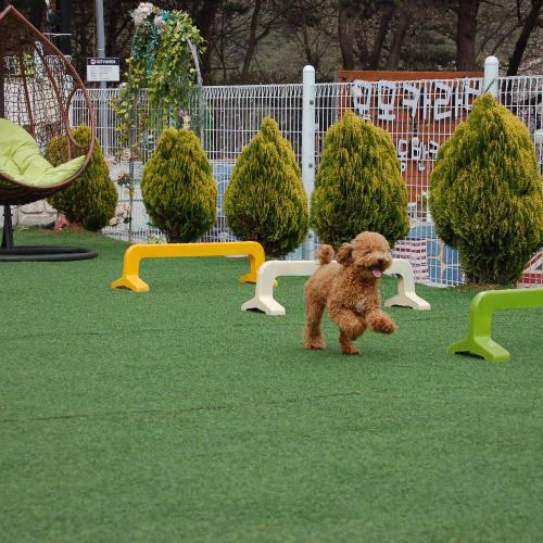 사랑스러운 푸들15개월(크기는 작아요)키워주실분 찾아요