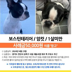 강아지를 찾아주세요,,