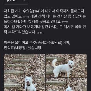 진도견 분실,실종