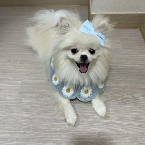 포메라니안 1살 분양 합니다