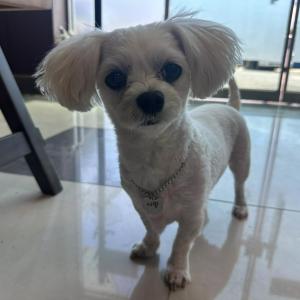 부산 신평동 강아지 찾습니다.