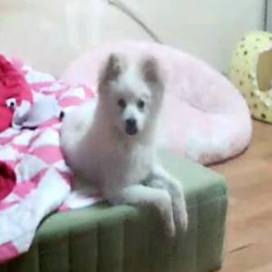 저희 스피츠 알콩이를 찾습니다.북구청인근에서 잃어버림