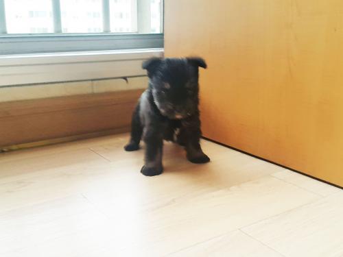 요크셔테리어 새끼수컷 사정상 분양해요