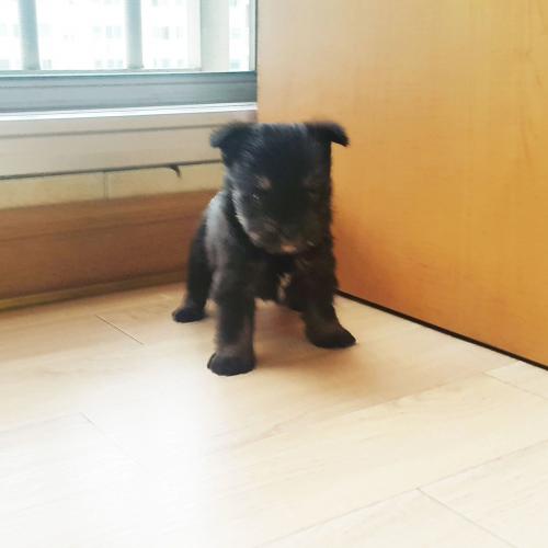 요크셔테리어 새끼수컷 사정상 분양해요