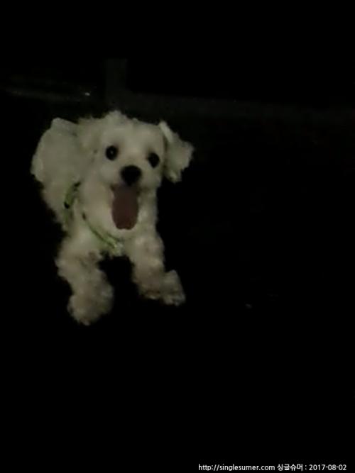 시흥시 말티즈 주인 찾습니다