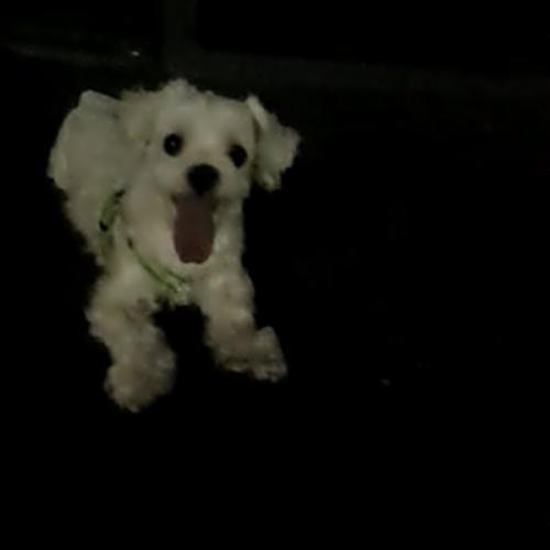 시흥시 말티즈 주인 찾습니다