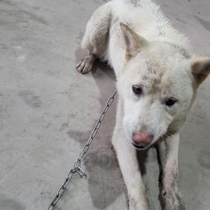 성산읍 진돗개 수컷아이 찾습니다 제발 도와주세요