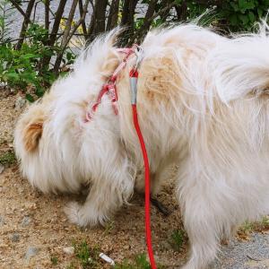 전주시 인후동에서 가출한 강지 찾아요